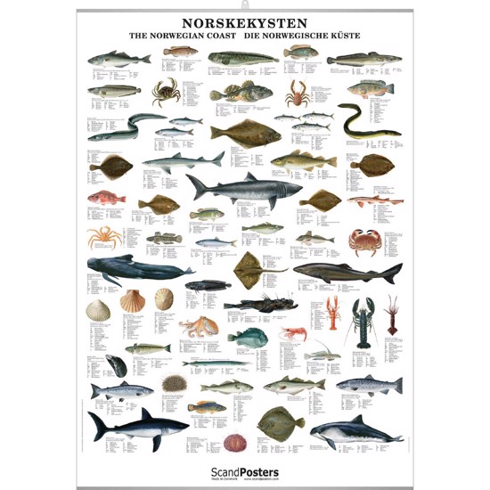 Norska Kustens Fisk Plansch - MED